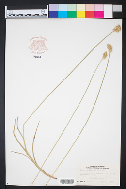 Carex bicknellii image