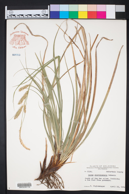 Carex cherokeensis image