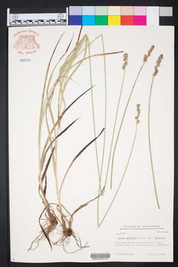 Carex gravida var. gravida image