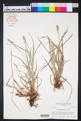 Carex gravida image