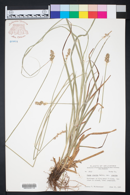 Carex gravida image