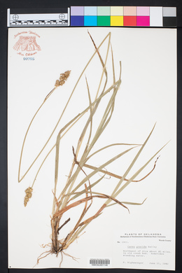 Carex gravida image