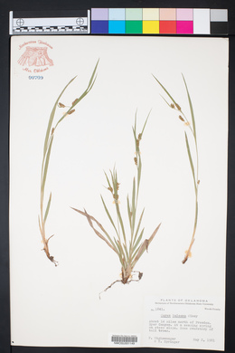 Carex haleana image