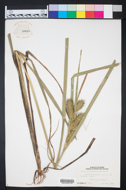 Carex lupuliformis image