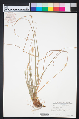 Carex meadii image