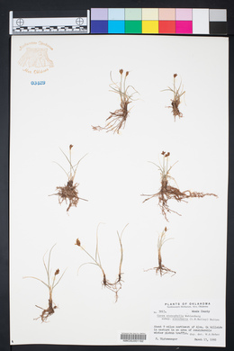 Carex duriuscula image