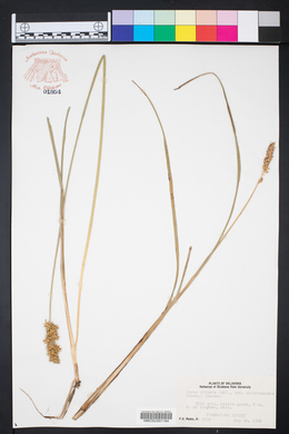 Carex stipata var. oklahomensis image