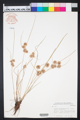 Cyperus acuminatus image