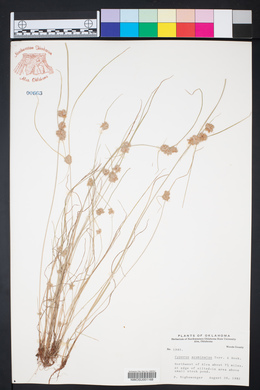 Cyperus acuminatus image