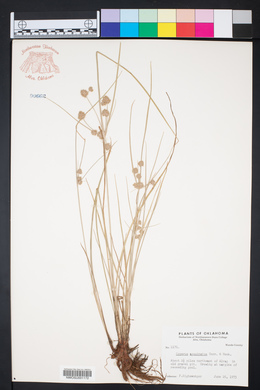 Cyperus acuminatus image
