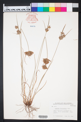 Cyperus filiculmis image