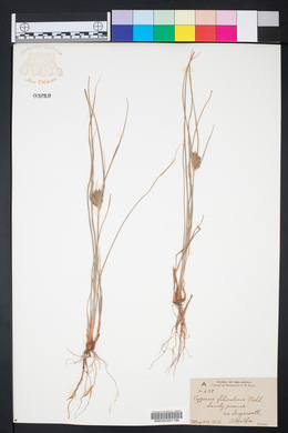 Cyperus filiculmis image