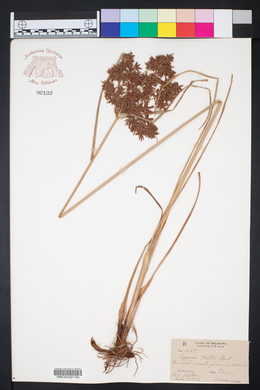 Cyperus setiger image
