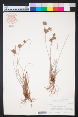 Cyperus schweinitzii image