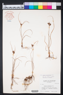 Cyperus schweinitzii image