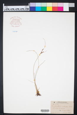 Fimbristylis puberula var. interior image