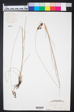 Fimbristylis thermalis image
