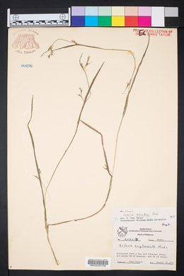 Scleria muehlenbergii image