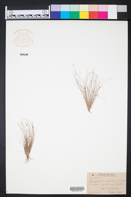 Bulbostylis capillaris subsp. capillaris image