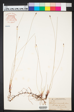 Eleocharis montevidensis image