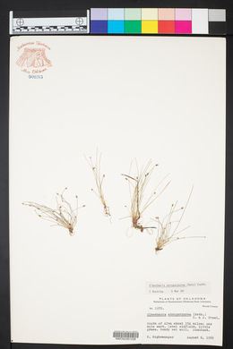 Eleocharis atropurpurea image