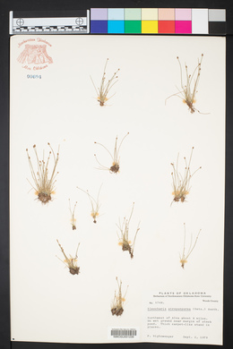 Eleocharis atropurpurea image