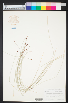 Eleocharis montevidensis image