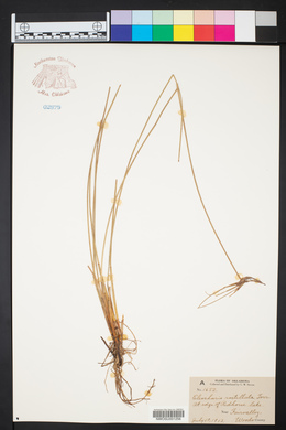 Eleocharis rostellata image