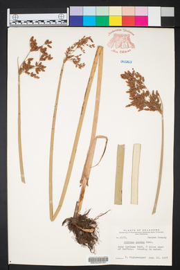 Schoenoplectus acutus image