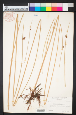 Schoenoplectus americanus image