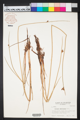 Schoenoplectus americanus image