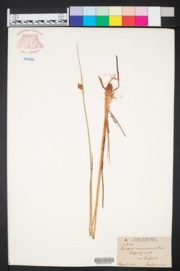 Schoenoplectus americanus image