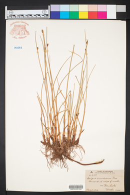 Schoenoplectus americanus image