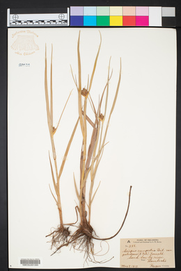 Bolboschoenus maritimus subsp. paludosus image