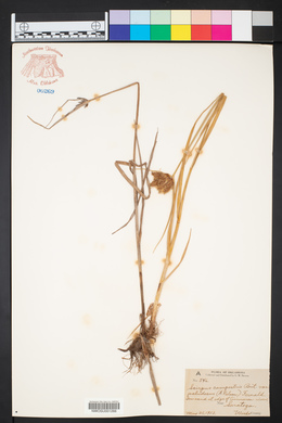 Bolboschoenus maritimus subsp. paludosus image