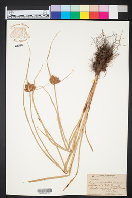 Bolboschoenus maritimus subsp. paludosus image