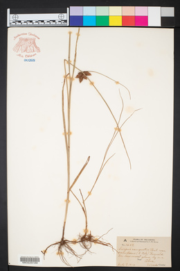 Bolboschoenus maritimus subsp. paludosus image