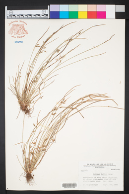 Schoenoplectiella hallii image