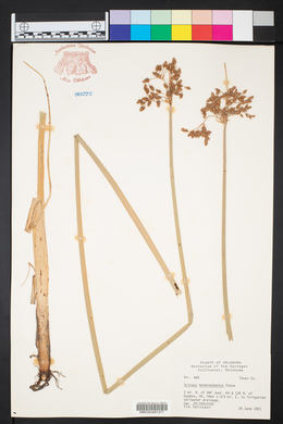 Schoenoplectus heterochaetus image