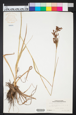 Scirpus lineatus image