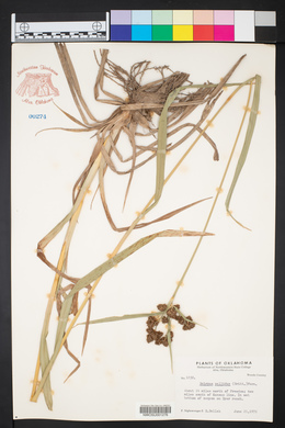 Scirpus pallidus image