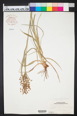 Scirpus pendulus image