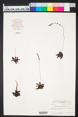Drosera capillaris image