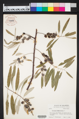 Elaeagnus angustifolia image