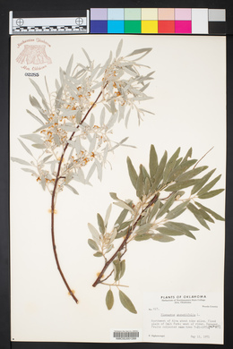 Elaeagnus angustifolia image