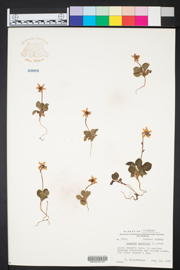 Moneses uniflora image