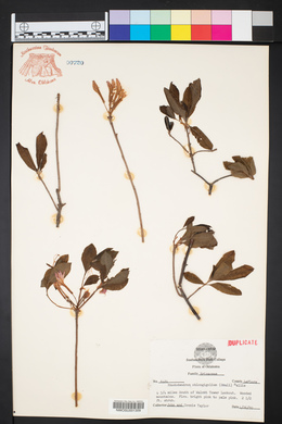 Rhododendron oblongifolium image