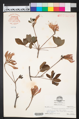 Rhododendron oblongifolium image