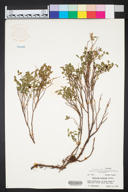 Vaccinium scoparium image