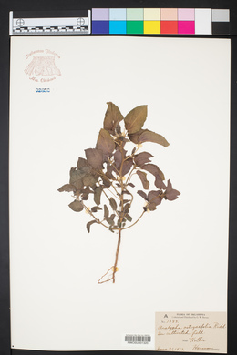Acalypha ostryifolia image
